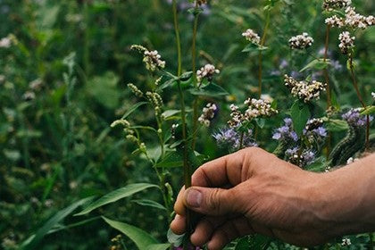 Blumen machen nicht alle glücklich