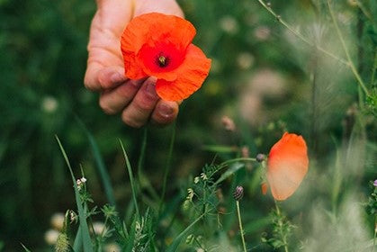 Wer braucht schon Blumen?