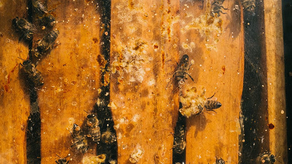 Wesensgerechte Bienenhaltung